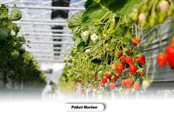 strawberry farm